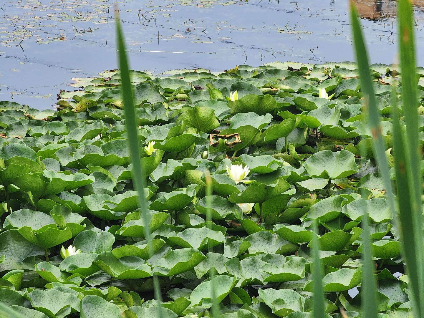 озеро, пушкино, цветы,
