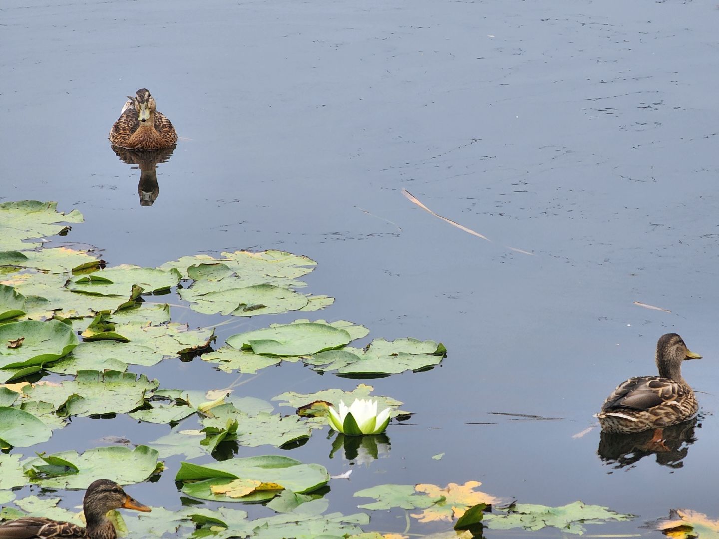озеро, пушкино, цветы,