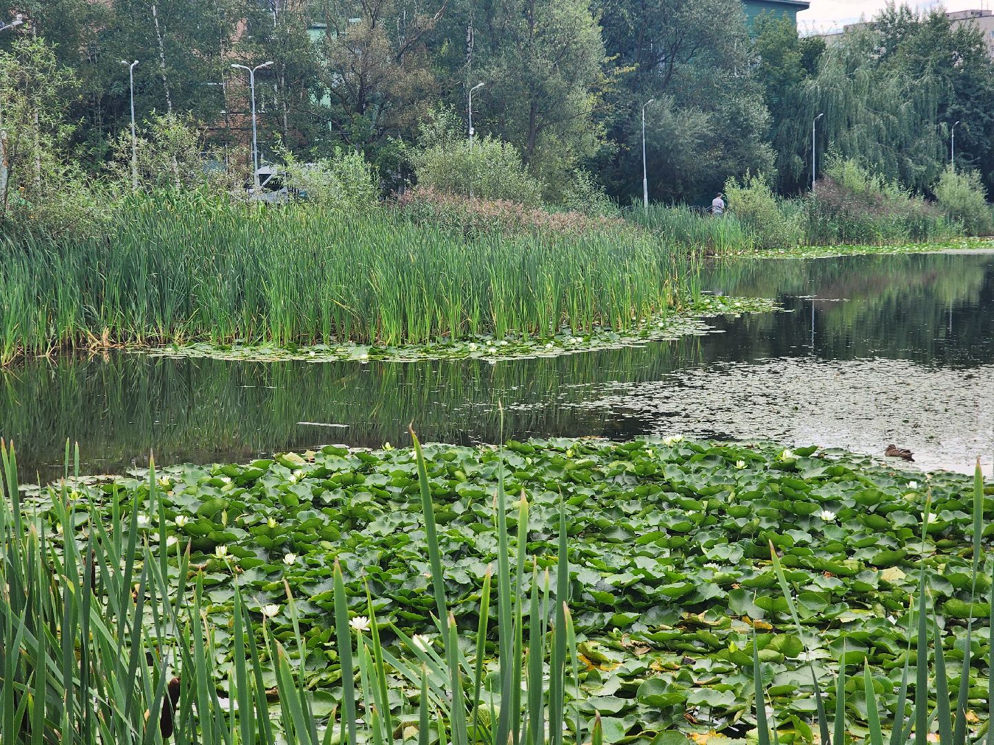 озеро, пушкино, цветы,