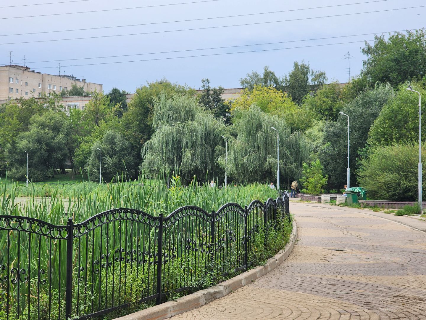 озеро, пушкино, цветы,