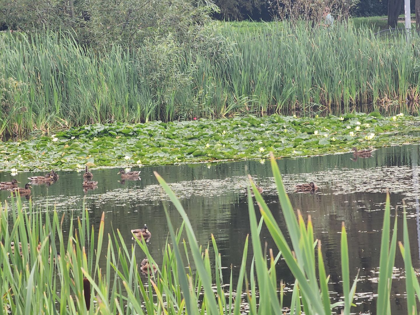 озеро, пушкино, цветы,