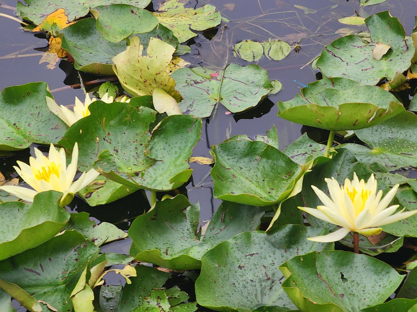 озеро, пушкино, цветы,