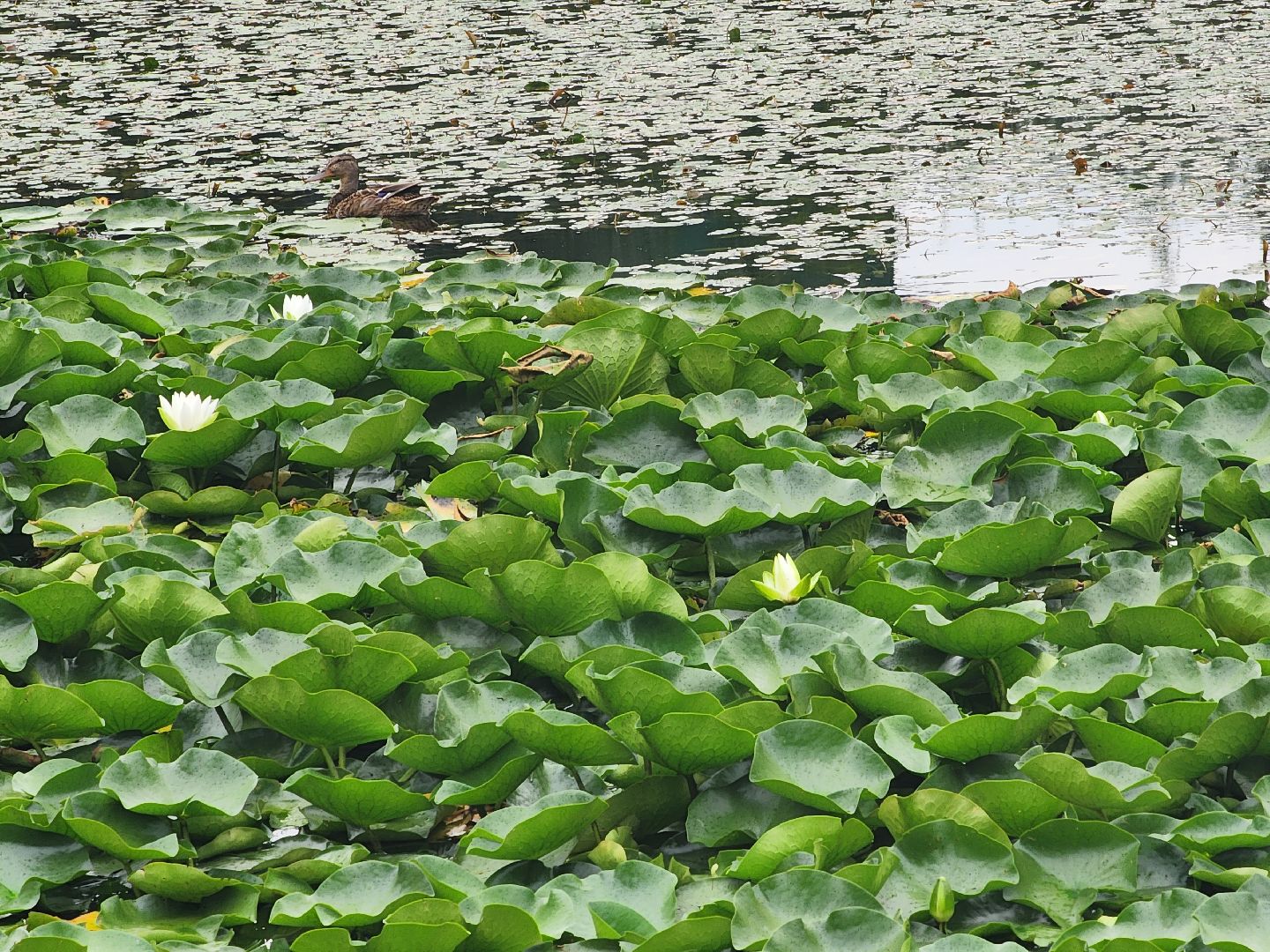 озеро, пушкино, цветы,