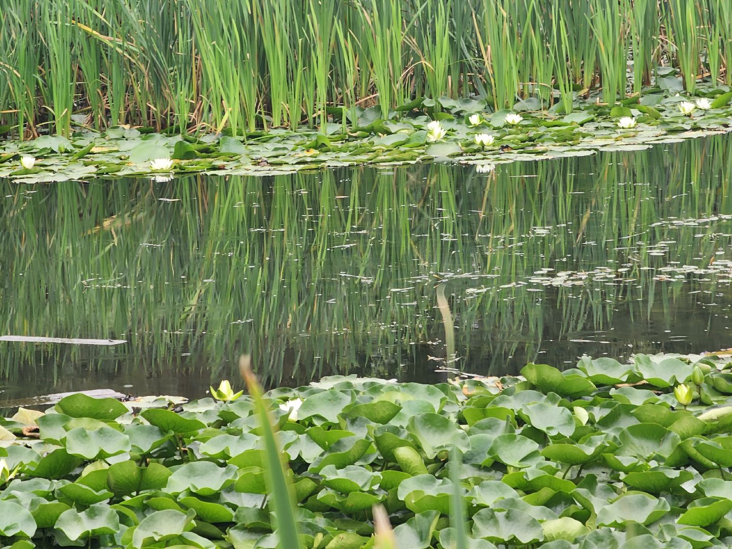 озеро, пушкино, цветы,