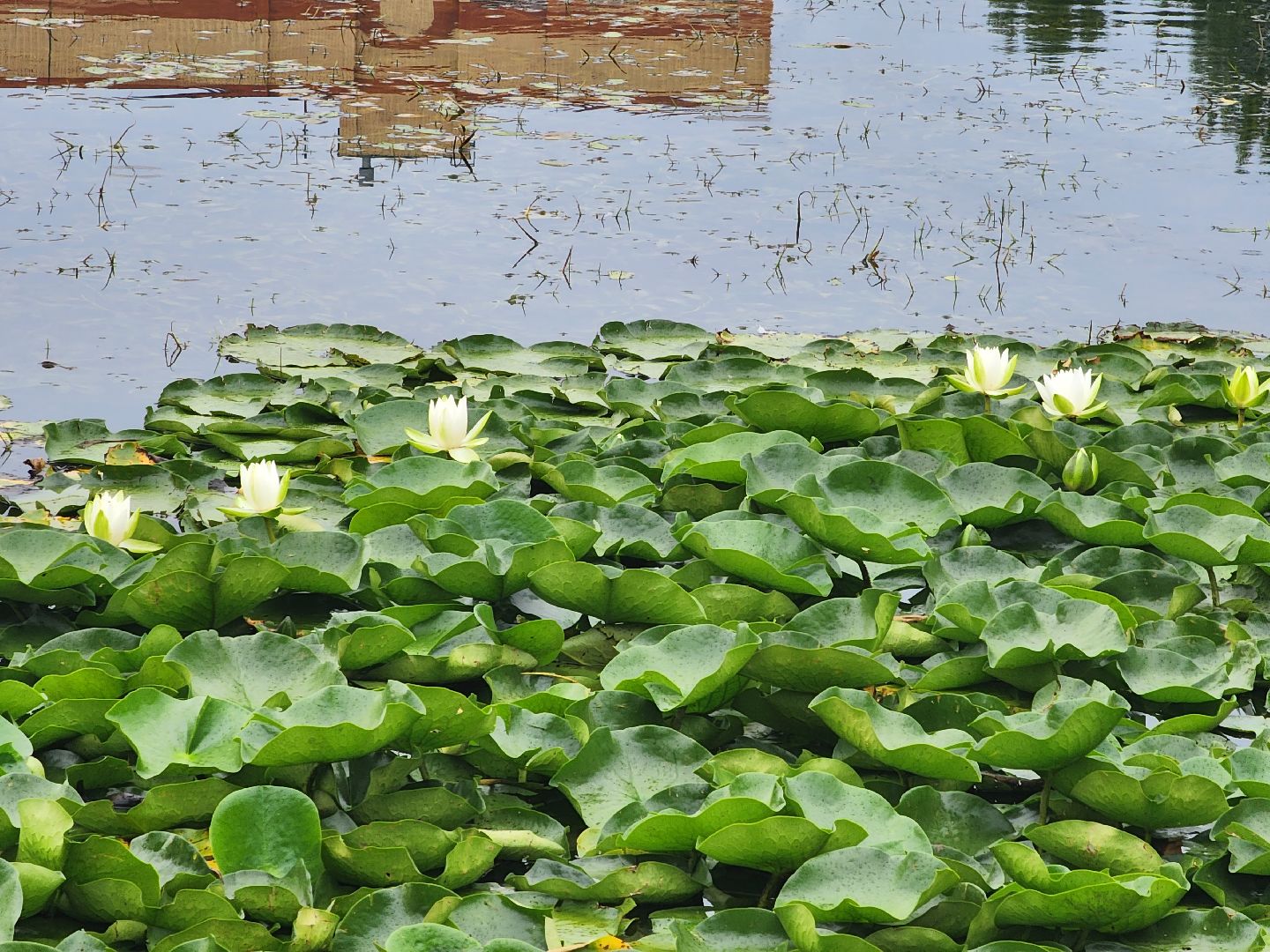 озеро, пушкино, цветы,