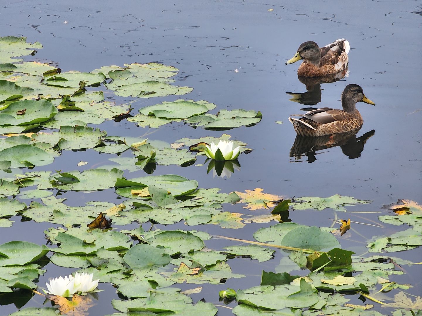 озеро, пушкино, цветы,
