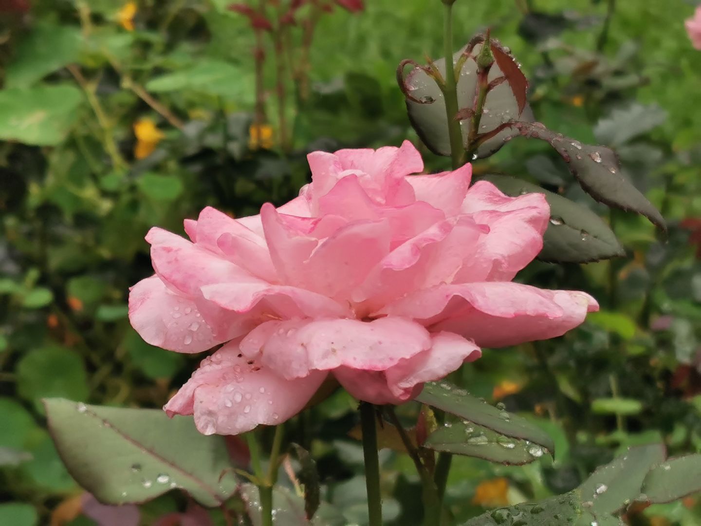 Подольск, цветы, садовник