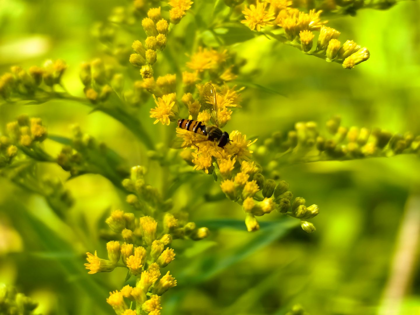 Нашествие, оса, август, водоём, гнёзда