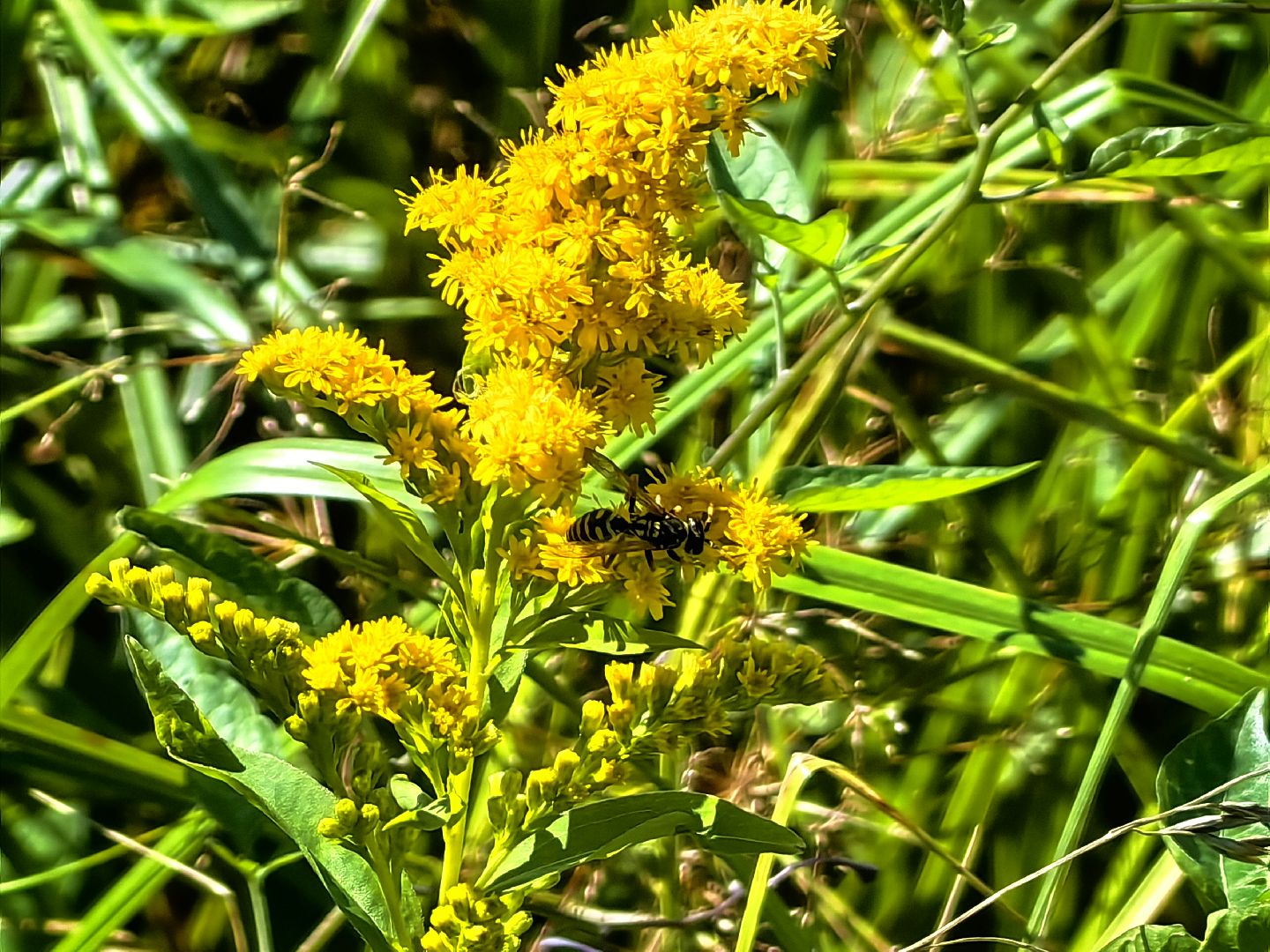 Нашествие, оса, август, водоём, гнёзда