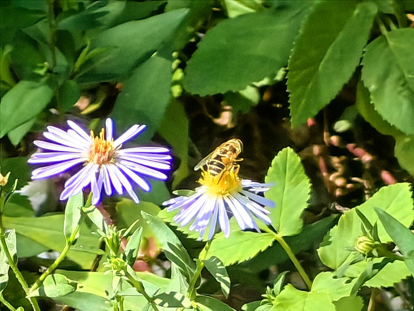 Нашествие, оса, август, водоём, гнёзда