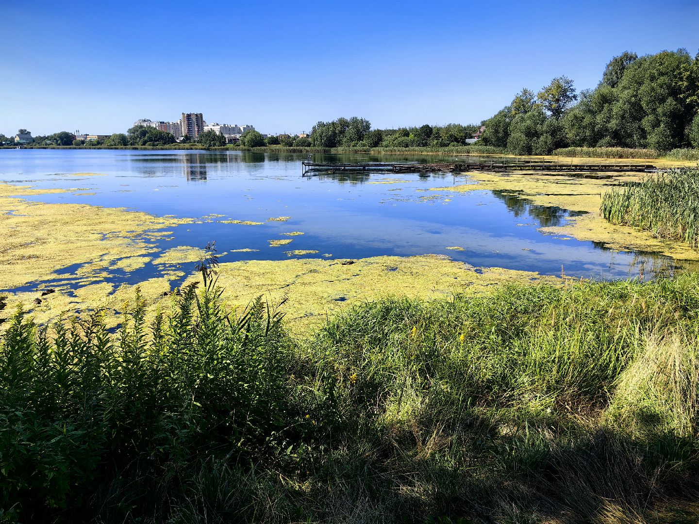 Нашествие, оса, август, водоём, гнёзда