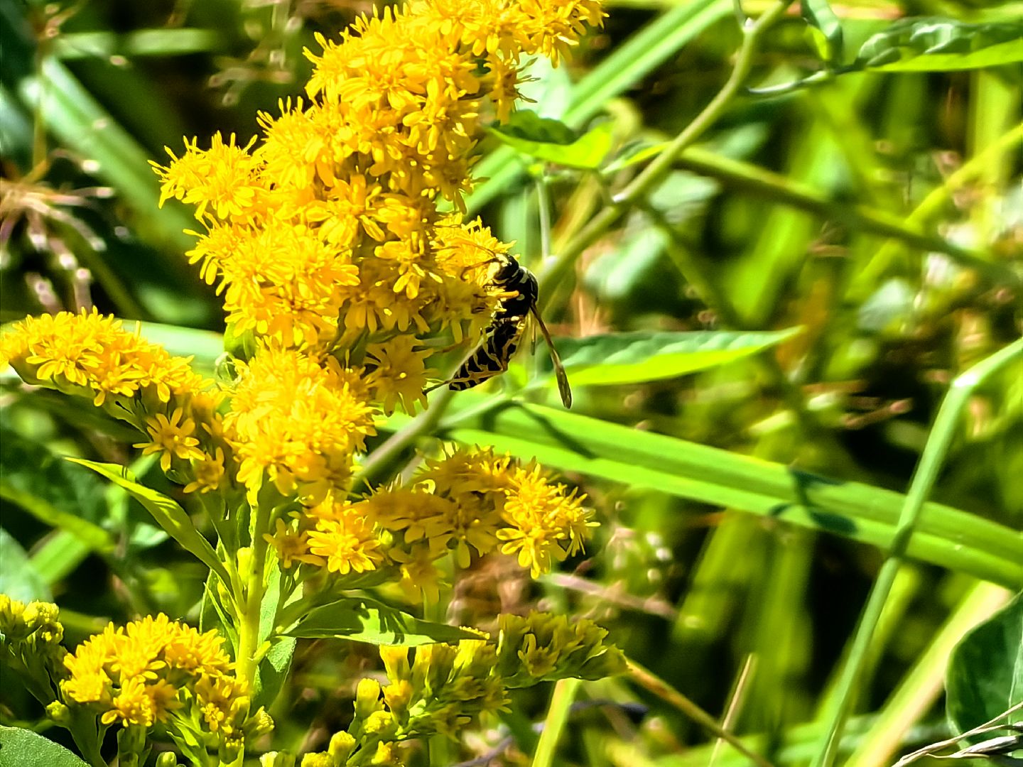 Нашествие, оса, август, водоём, гнёзда