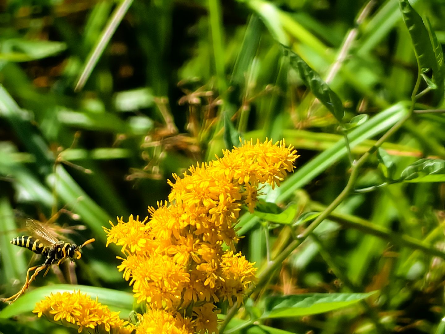 Нашествие, оса, август, водоём, гнёзда