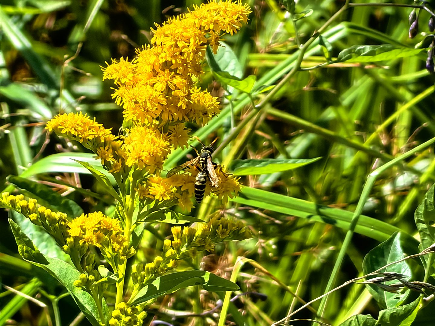 Нашествие, оса, август, водоём, гнёзда