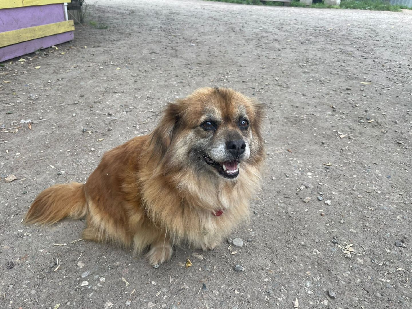 питомник животных, Домодедово