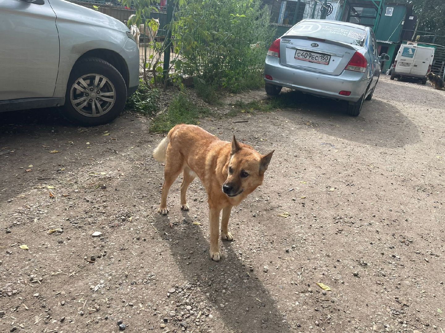 питомник животных, Домодедово