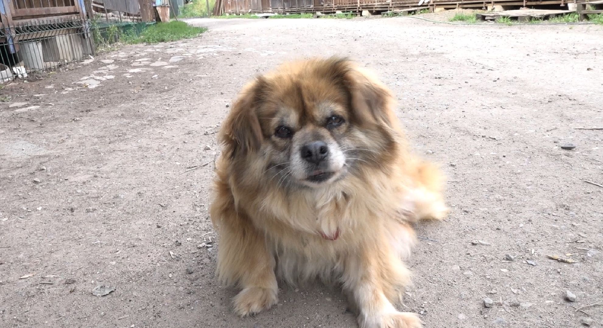 питомник животных, Домодедово