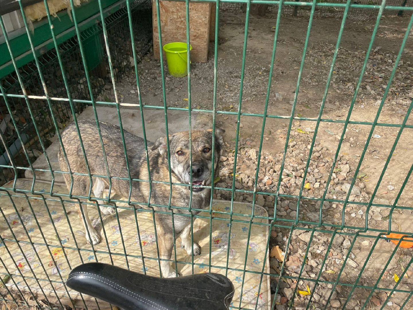 питомник животных, Домодедово