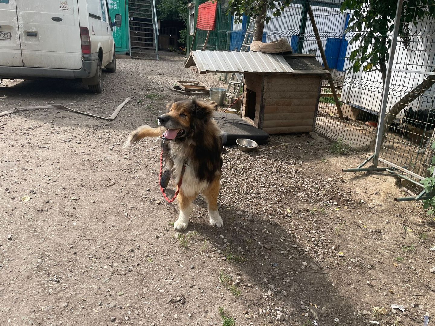 питомник животных, Домодедово