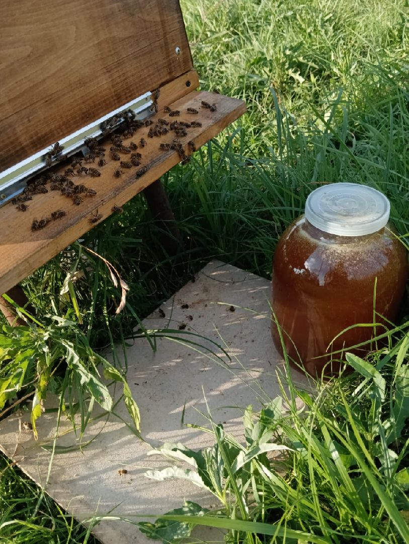 Балашиха, Подмосковье, люди, экономика, самозанятые, медовое производство, пасека