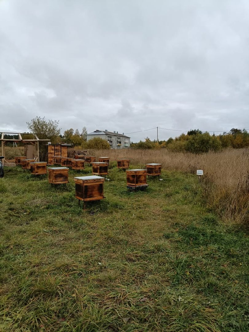 Балашиха, Подмосковье, люди, экономика, самозанятые, медовое производство, пасека