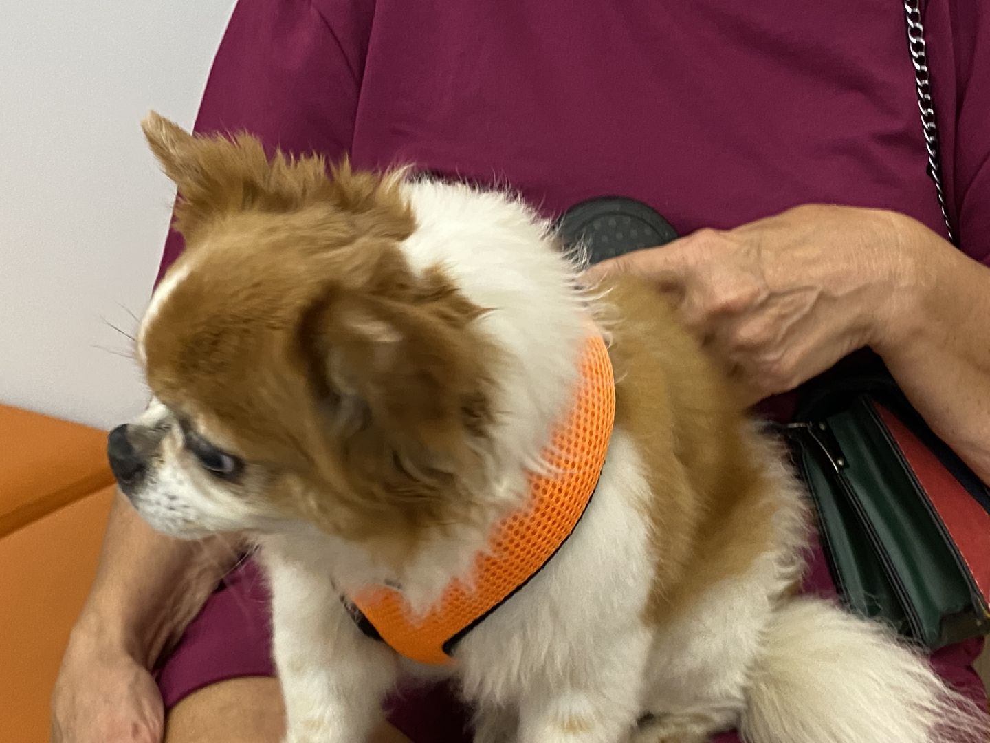 Балашиха, площадка для выгула собак, микрорайон Кучино