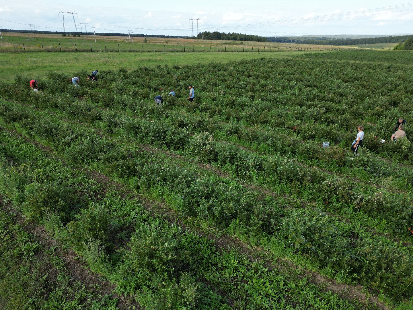 голубика, ягода, сельхоз, видео с коптера,