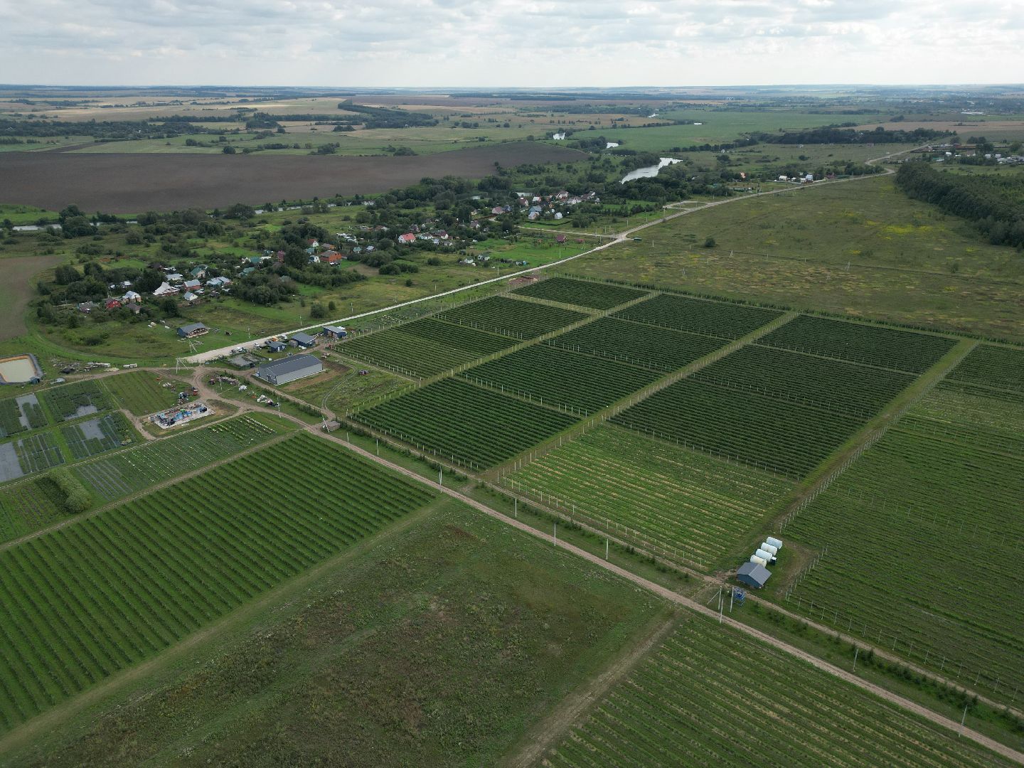 голубика, ягода, сельхоз, видео с коптера,