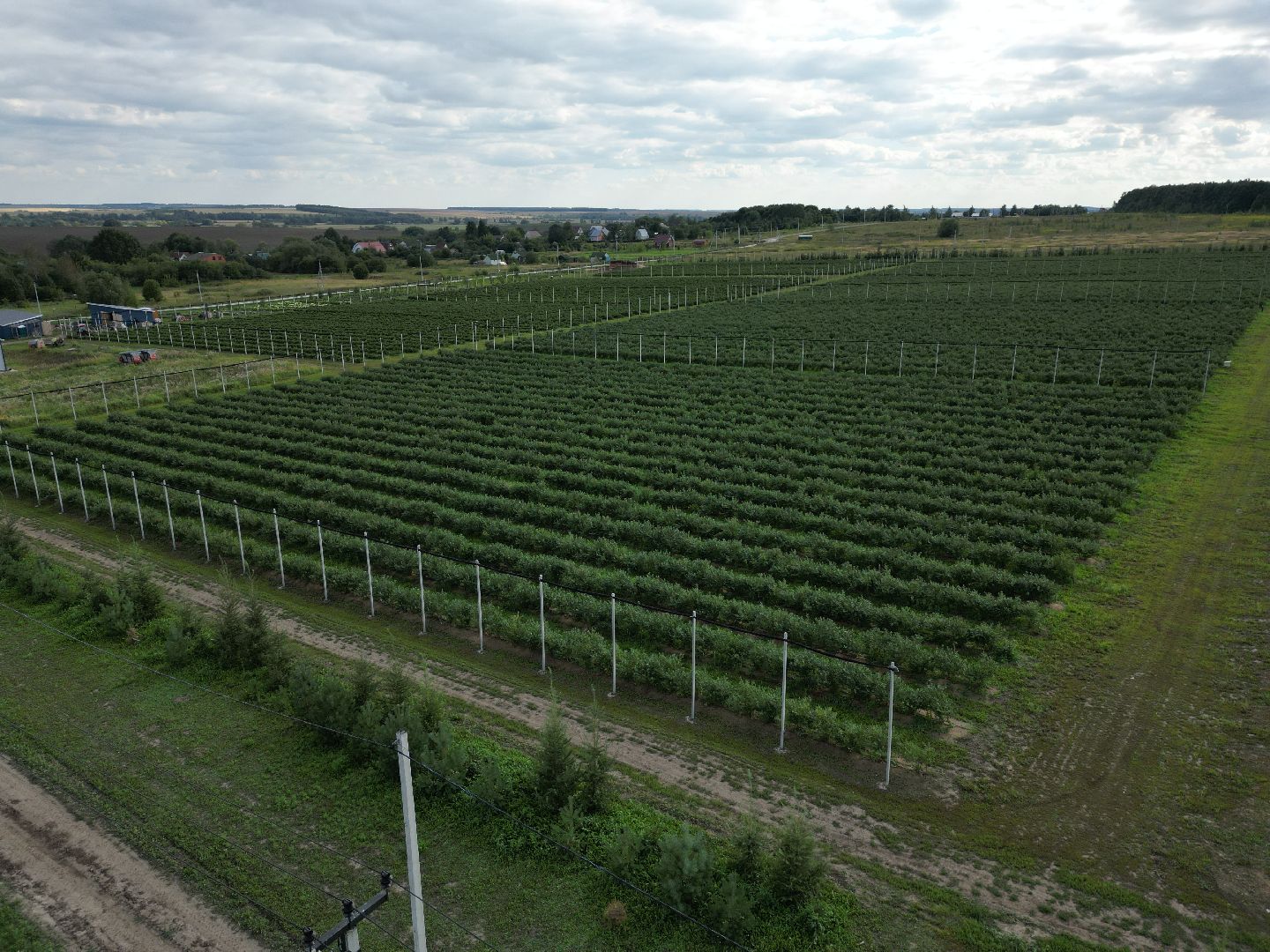 голубика, ягода, сельхоз, видео с коптера,