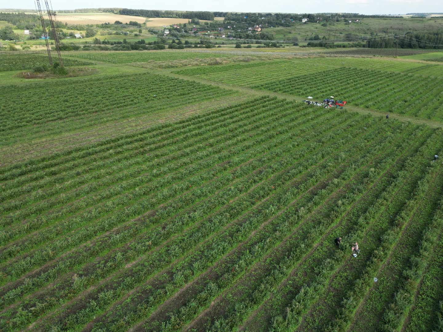 голубика, ягода, сельхоз, видео с коптера,