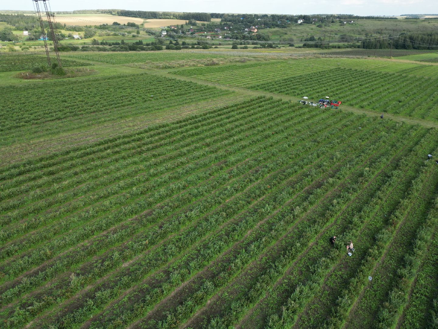 голубика, ягода, сельхоз, видео с коптера,