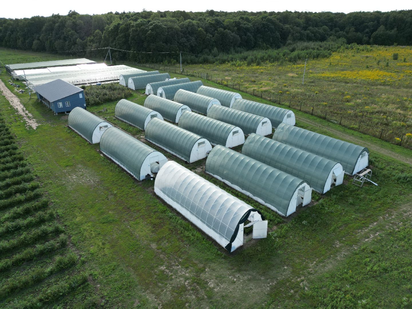 голубика, ягода, сельхоз, видео с коптера,