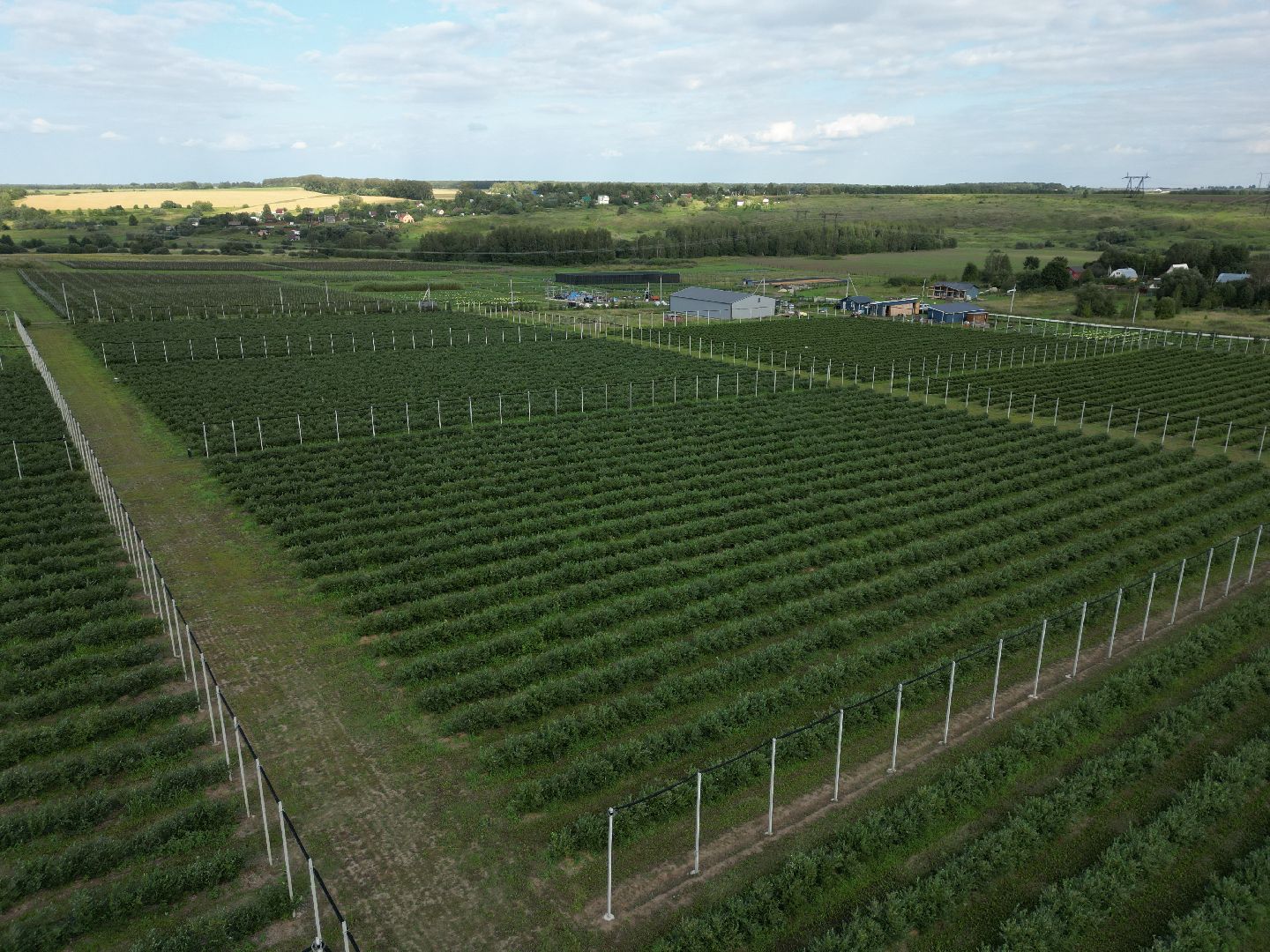 голубика, ягода, сельхоз, видео с коптера,