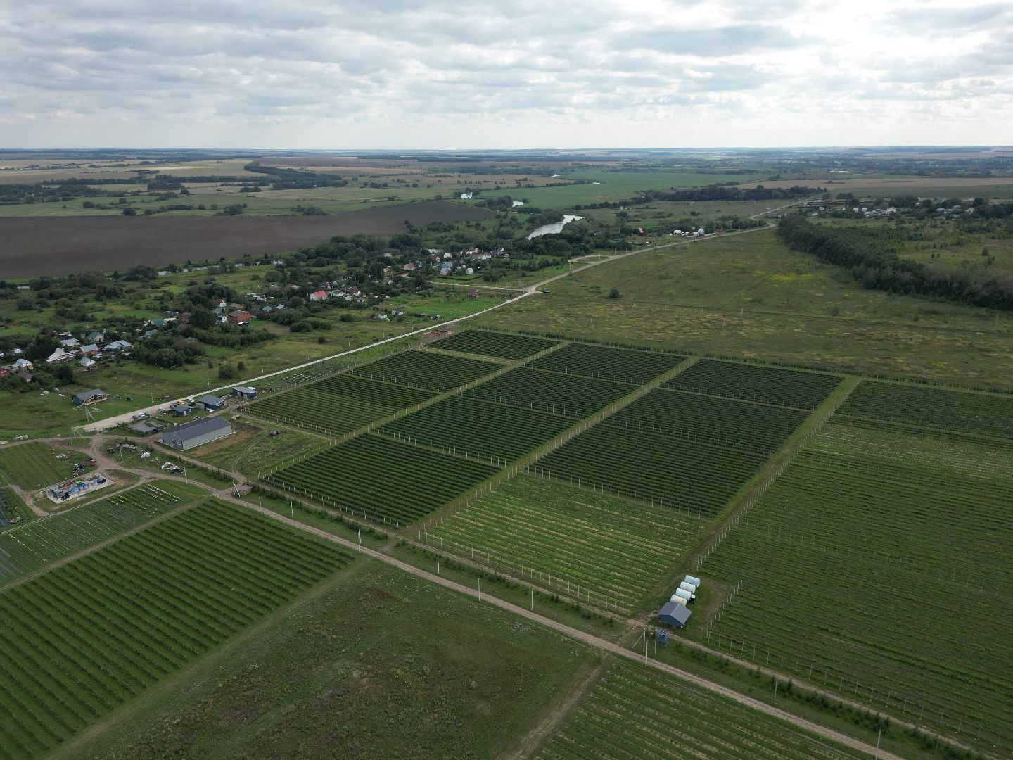 голубика, ягода, сельхоз, видео с коптера,