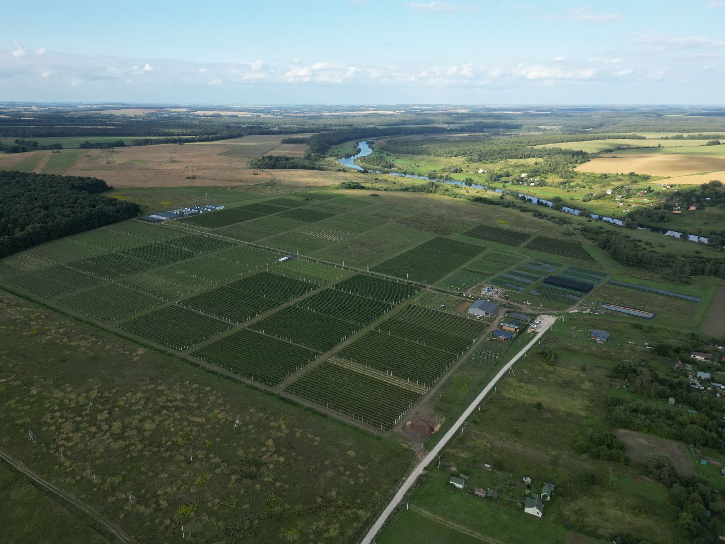 голубика, ягода, сельхоз, видео с коптера,