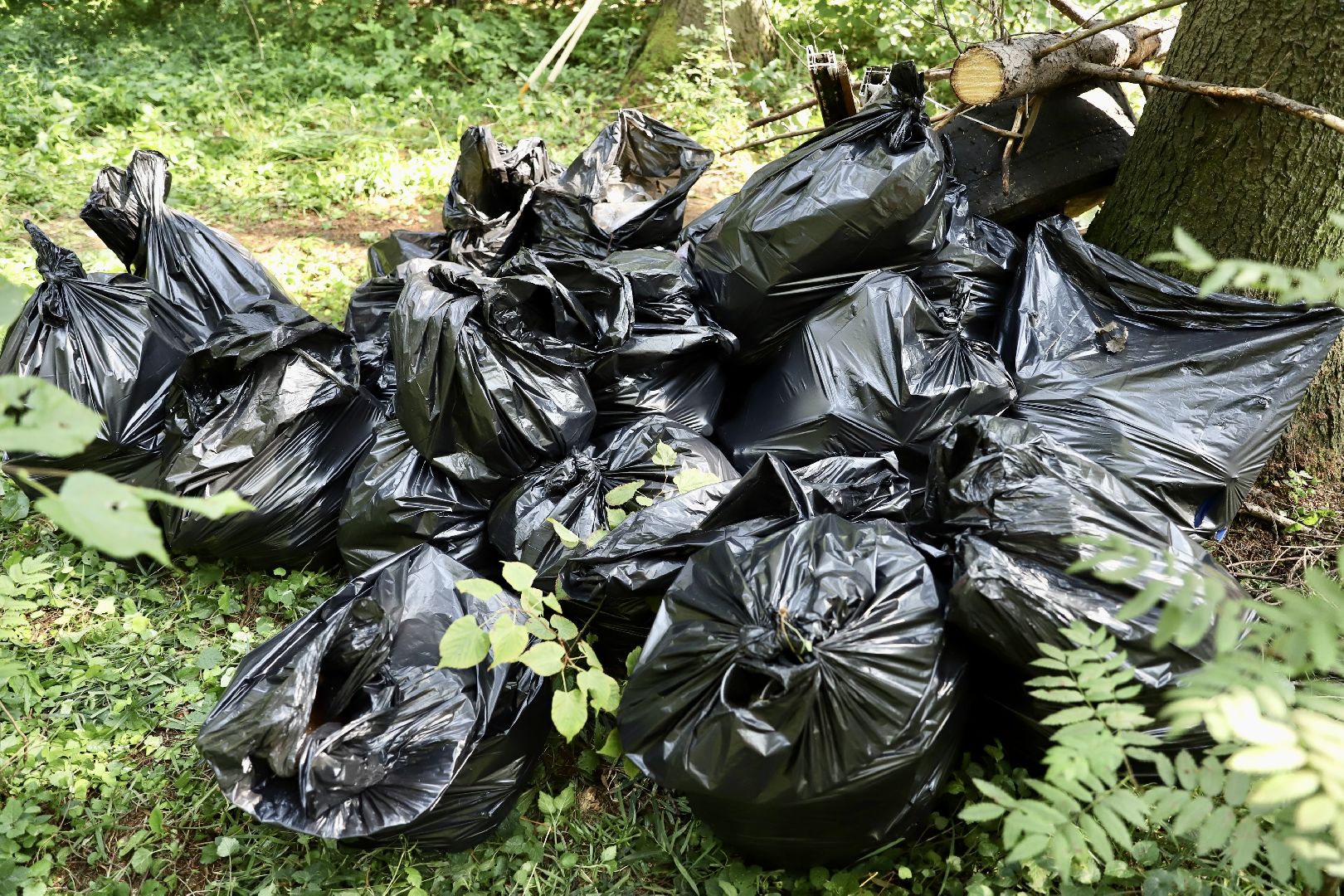 Солнечногорск, субботник, уборка, лес, жители