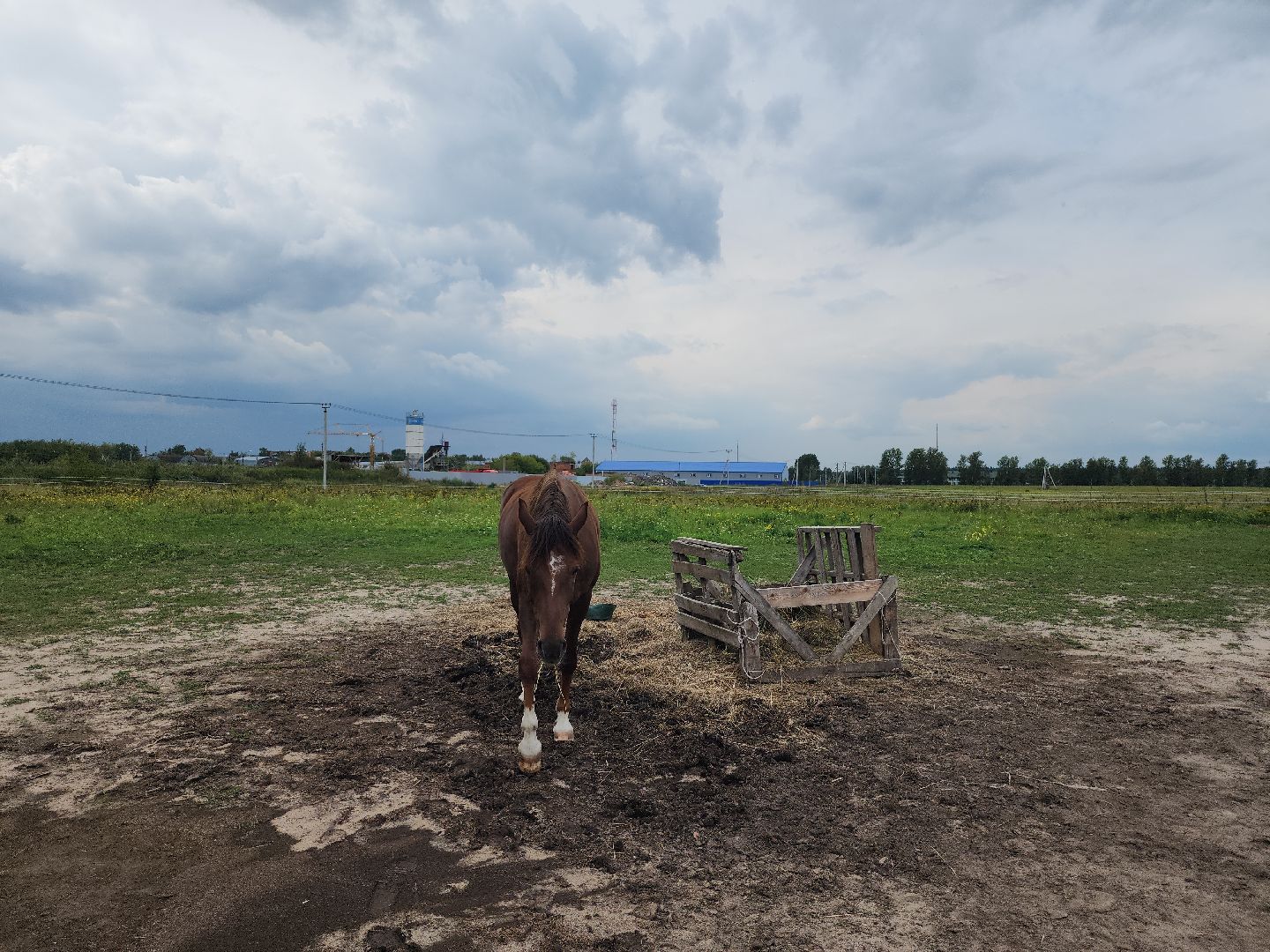 Конный клуб, лошади, спорт, Рыбхоз, Богородский городской округ