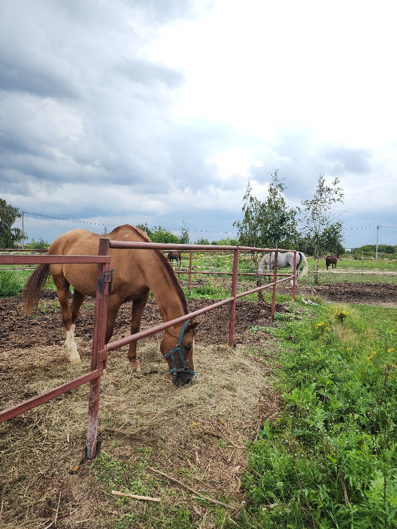Конный клуб, лошади, спорт, Рыбхоз, Богородский городской округ