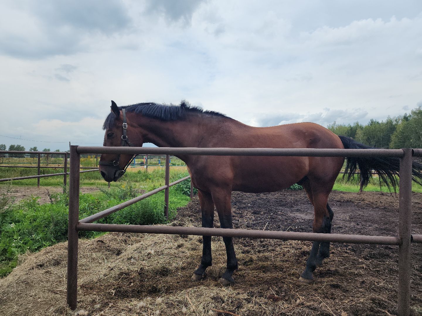 Конный клуб, лошади, спорт, Рыбхоз, Богородский городской округ