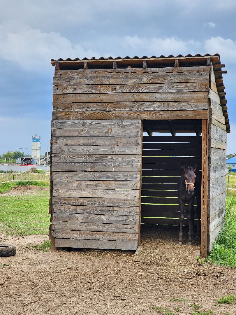 Конный клуб, лошади, спорт, Рыбхоз, Богородский городской округ