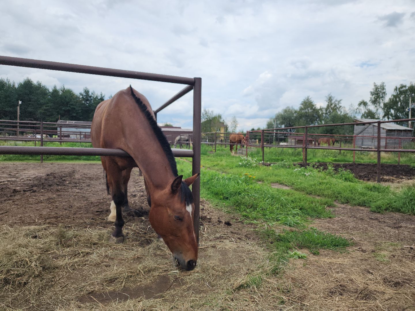 Конный клуб, лошади, спорт, Рыбхоз, Богородский городской округ
