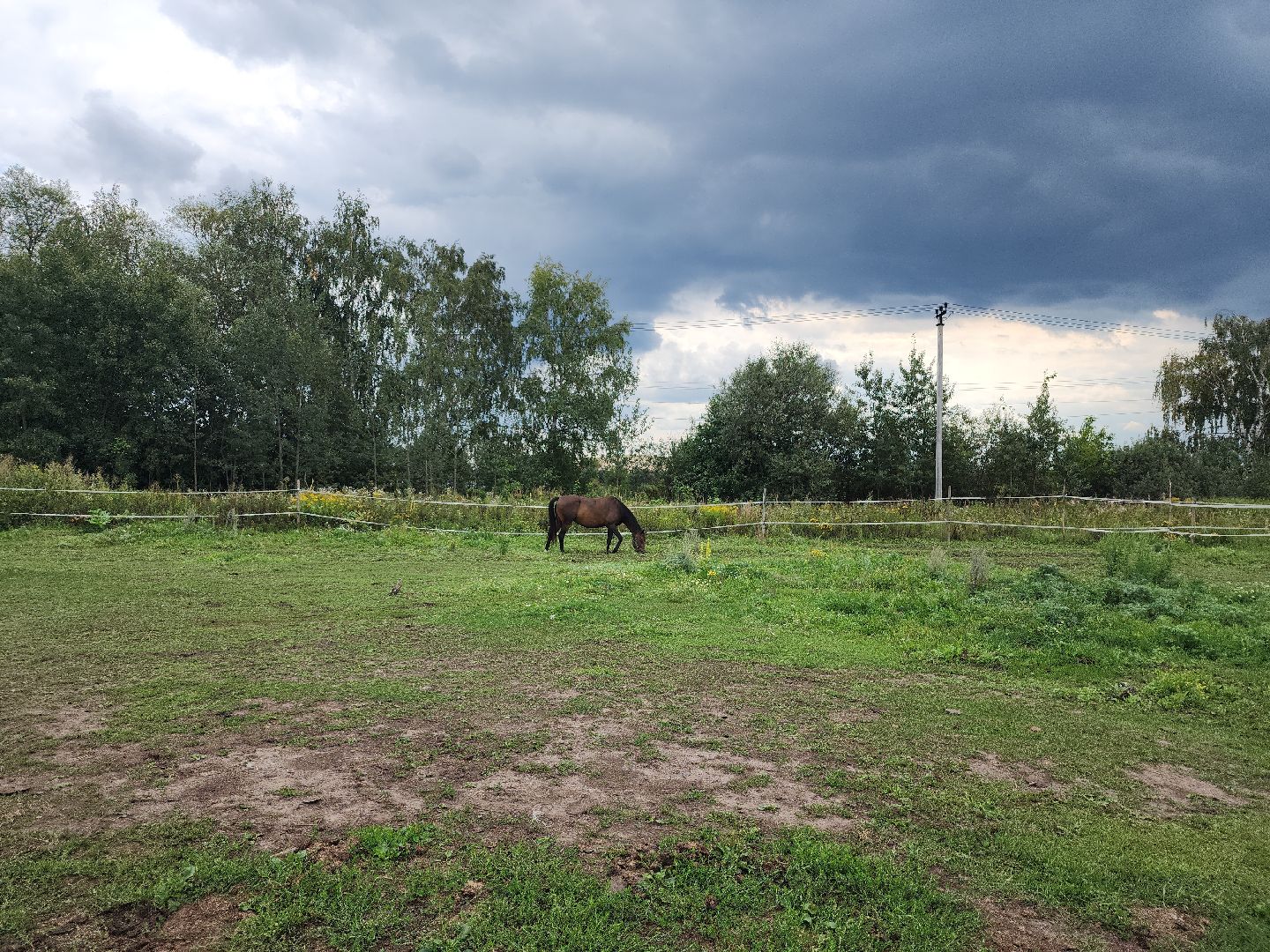 Конный клуб, лошади, спорт, Рыбхоз, Богородский городской округ