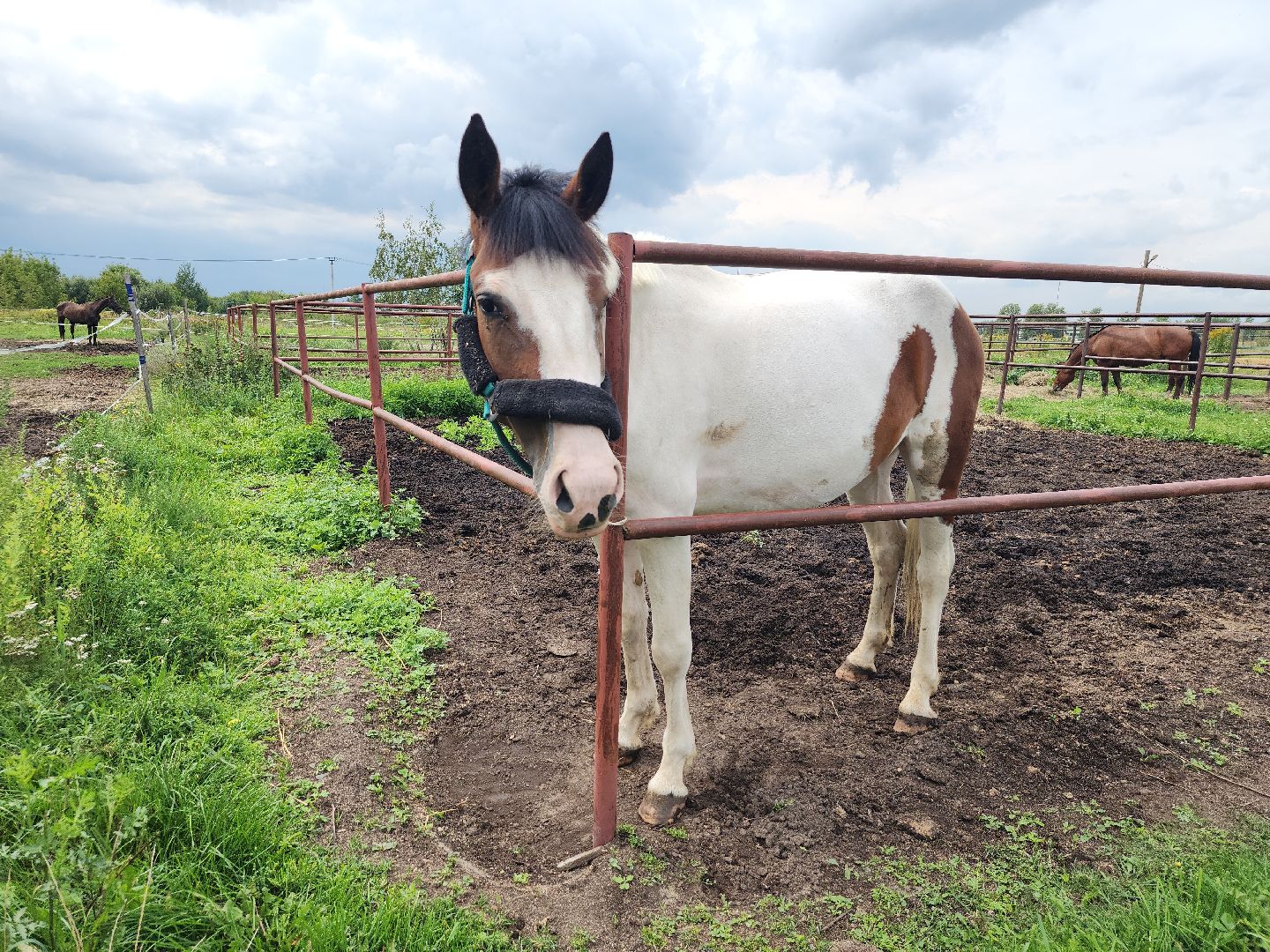 Конный клуб, лошади, спорт, Рыбхоз, Богородский городской округ