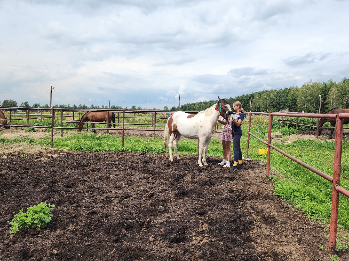 Конный клуб, лошади, спорт, Рыбхоз, Богородский городской округ