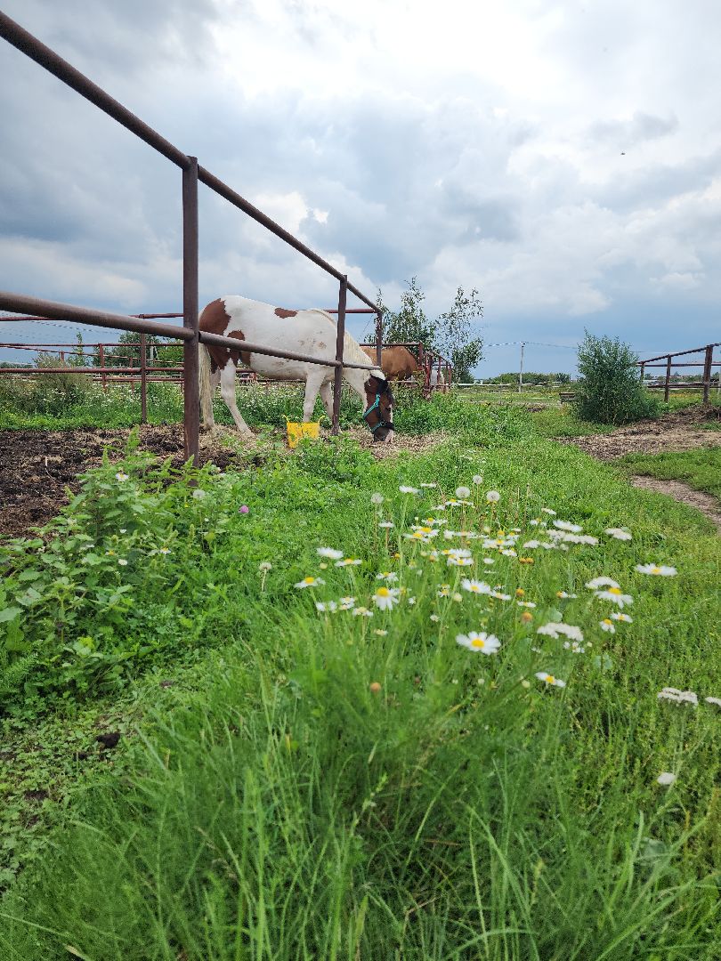 Конный клуб, лошади, спорт, Рыбхоз, Богородский городской округ