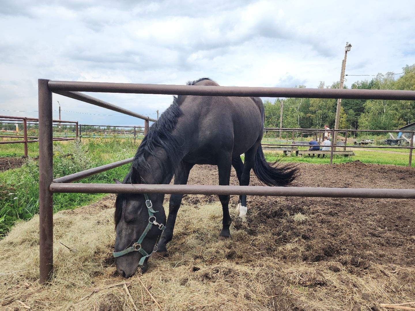 Конный клуб, лошади, спорт, Рыбхоз, Богородский городской округ
