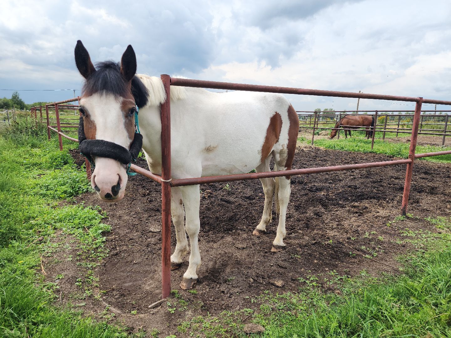 Конный клуб, лошади, спорт, Рыбхоз, Богородский городской округ