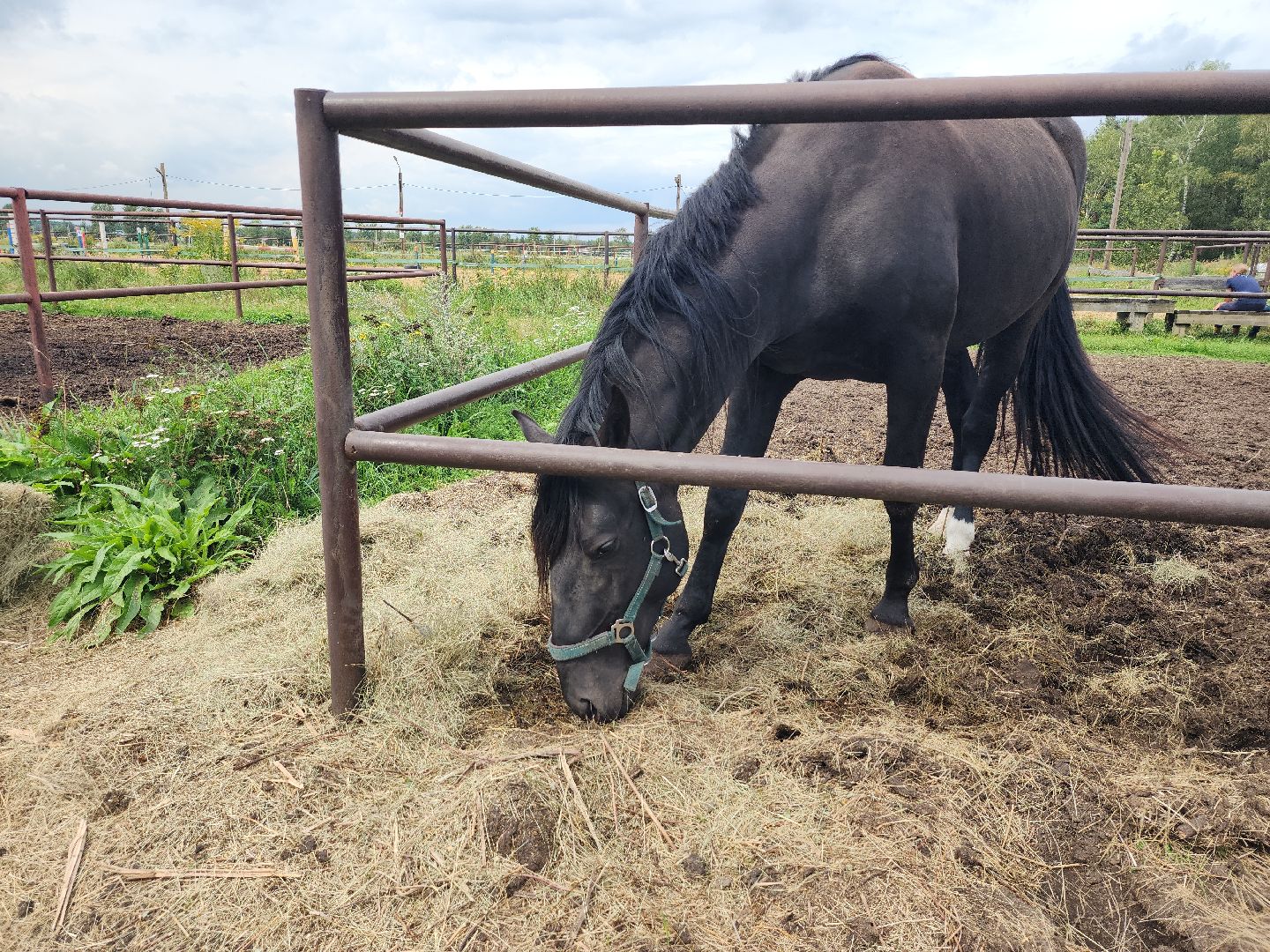 Конный клуб, лошади, спорт, Рыбхоз, Богородский городской округ