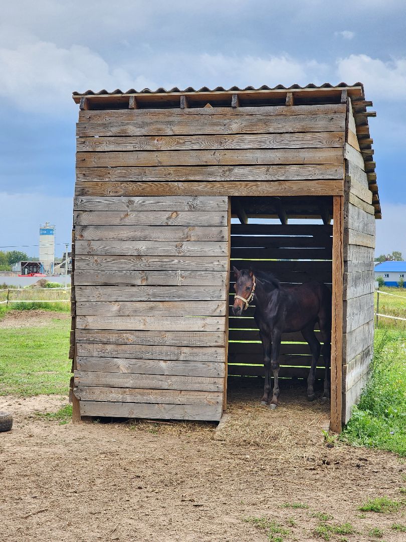 Конный клуб, лошади, спорт, Рыбхоз, Богородский городской округ