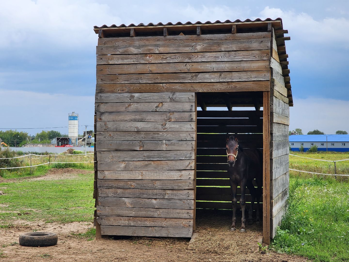 Конный клуб, лошади, спорт, Рыбхоз, Богородский городской округ